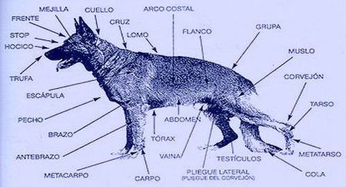 Regiones anatomicas del perro