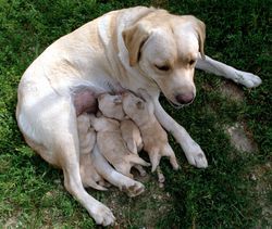 ciclo sexual y gestación en perros