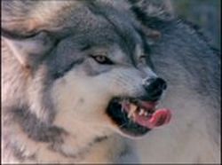 http://www.adiestradorcanino.com/content/e107_images/custom/lobo1.jpg