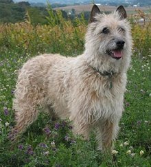 La Guía Completa Para Tu Bobtail (Antiguo Perro Pastor Inglés): La guía  indispensable para el dueño perfecto y un Bobtail (Antiguo Perro Pastor