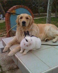 golden-y-conejo-tratamiento-para-convivencia-3