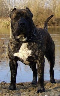 Resultat d'imatges de presa canario mezclado con fila brasileiro