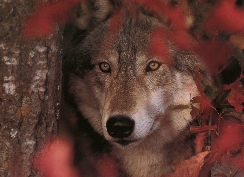 Galería de fotos. El lobo, ancestro del perro