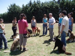 Perros-en-grupo-estado-de-calma