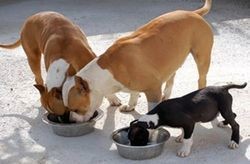 perros-habituación-para-comer