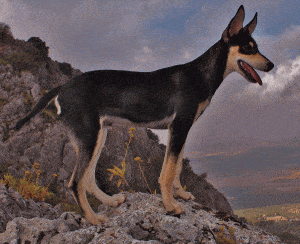 Podenco_Orito_Espanyol