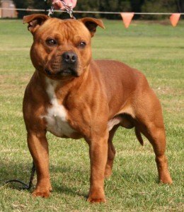 Staffordshire Bull Terrier