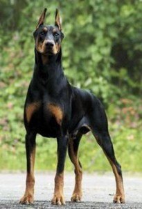 doberman