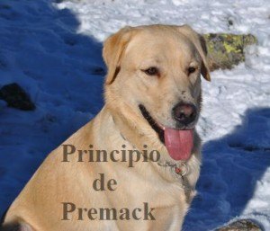 principio-de-premack