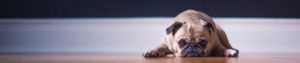 contactar adiestrador canino madrid adiestrador canino Madrid