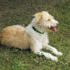 Negocio Servicio Canino Municipal