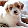 Negocio Zarpa Protección Animal