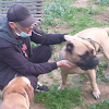 Adiestra2 / Adiestrador Canino Barcelona