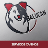 Negocio Balucan