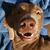 Negocio Bemoredog