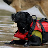 Negocio Canis Club Leon