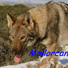 Negocio Centro Canino Mallorcan