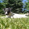 Negocio Educación Canina Cruz De Calatrava