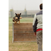 Negocio El Adiestrador De Perros Sant Cugat