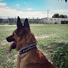 Negocio Escuela Y Residencia Canina Ds-kan Granada