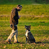 Negocio Riocan Adiestramiento Canino